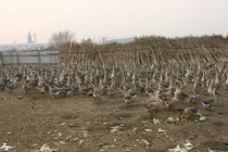大雁养殖?大雁养殖利润及成本!
