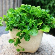 驱蚊植物?驱蚊植物哪种最好!