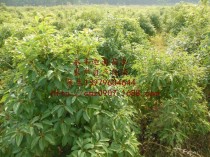 龙脑樟?龙脑樟树种植骗局!
