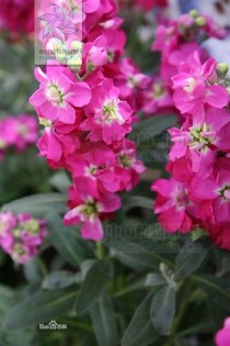 长日照花卉定义?长日照花卉概念!