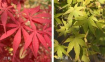 青枫与鸡爪槭的区别?!