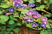 牵牛花传播种子的方法?牵牛花传播种子的方法是什么!