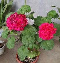 天竺葵怎么养?天竺葵怎么养才能开花最多!