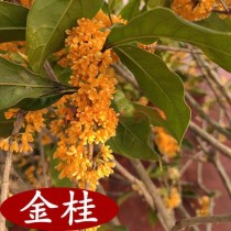 金桂?金桂的拼音!