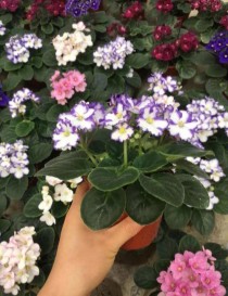 花卉中的劳模?花卉中的劳模有哪些!