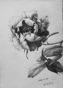 花卉肌理素描临摹?花卉肌理素描临摹图片!