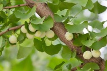 银杏树的特点?银杏树的特点是什么!