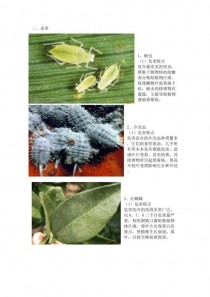 温室花卉常见害虫?温室花卉常见害虫有哪些!