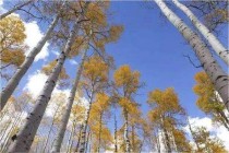 白杨树像什么?白杨树像什么似的比喻句!