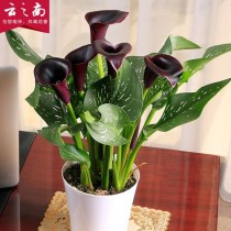 热带花卉盆栽?热带花卉盆栽有哪些!
