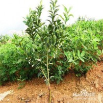 树苗种植?树苗种植方法步骤!
