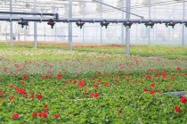 崇明花卉苗圃基地?崇明花卉苗圃基地有多公司!