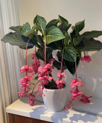 花卉宝莲灯养殖技术?花卉宝莲灯养殖技术视频!
