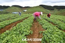 云南中草药种植?云南中草药种植基地在哪里!