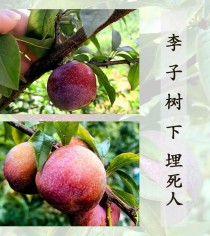 李子树?李子树埋死人是什么意思!