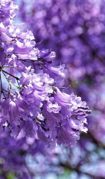 昆明绿化花卉排名?昆明绿化花卉排名前十!