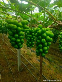 阳光玫瑰葡萄种植技术?阳光玫瑰葡萄种植技术和管理方法!