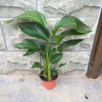 室内观叶植物?室内观叶植物有哪些!