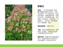 草本花卉园林应用?草本花卉园林应用特点!