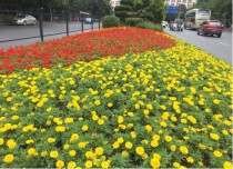 时令花卉欢迎回家?时令花卉摆放养护方案!