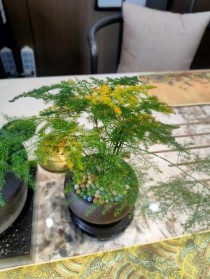 文竹?文竹叶子发黄怎么挽救!