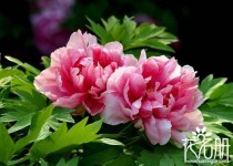 国花是什么花??国花是什么花,象征什么!