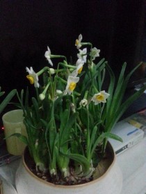 不长高的花卉?不长高的花卉有哪些!