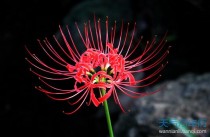曼珠沙华花语?曼珠沙华花语是什么意思!