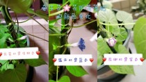 牵牛花一天的变化过程?牵牛花一天的变化过程图片!