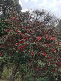 马樱花?马樱花图片大全!