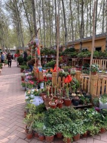 西青花卉基地?西青花卉基地地址!