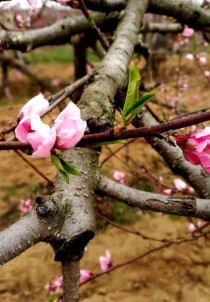 早春花卉初绽?早春花卉出室外!