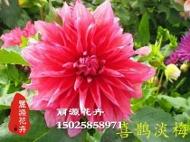 甘肃花卉种植面积?甘肃花卉种植面积排名!