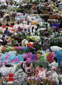 呈贡斗南花卉批发?呈贡斗南花卉批发市场!