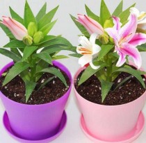 花卉怎么养植?花卉怎么养植最好!