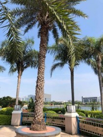 海枣树?海枣树图片!
