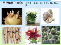 根茎类花卉特征?根茎类花卉特征有哪些!