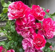 伊蕾莎?伊蕾莎斯特月季的优缺点!