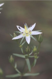 高獐牙菜?獐牙菜是什么!