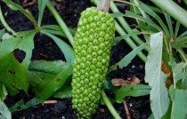 一把伞天南星?一把伞天南星的药用价值!