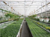 河南花卉温室大棚?河南花卉温室大棚有哪些!