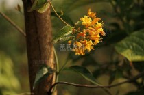 断肠花?断肠花是什么花!