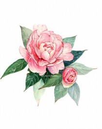 花卉插画墙绘?花卉插画墙绘图片!
