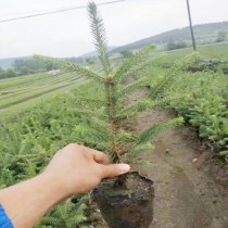 云杉树苗?云杉树苗多少钱一棵!