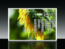 向日葵真正的花语?向日葵真正的花语文案!