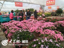 青州花卉直播货源?青州花卉直播货源在哪里!