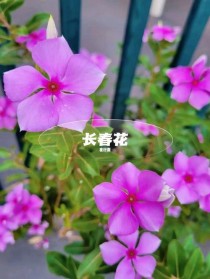 长春地区花卉?长春地区花卉有哪些!