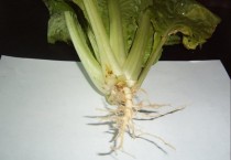 白菜根?白菜根煮水的功效!