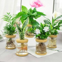 室内好看水培花卉?室内好看水培花卉有哪些!